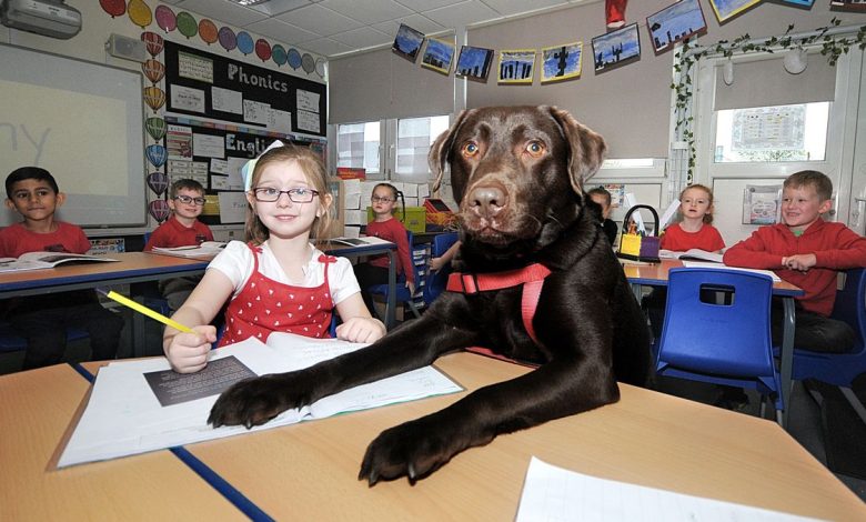 Grosso cane nero seduto ad un banco scolastico vicino a una bambina piccola