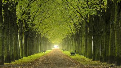 Photo of Torino, alberi donati alla città dai privati cittadini come dono alla città