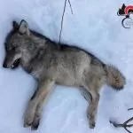 Cuneo: bracconiere uccide un lupo e rischia il carcere