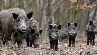 Photo of Animali, agricoltori e animalisti contro la caccia dei cinghiali in Piemonte