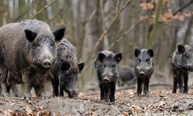 Animali, agricoltori e animalisti contro la caccia dei cinghiali in Piemonte