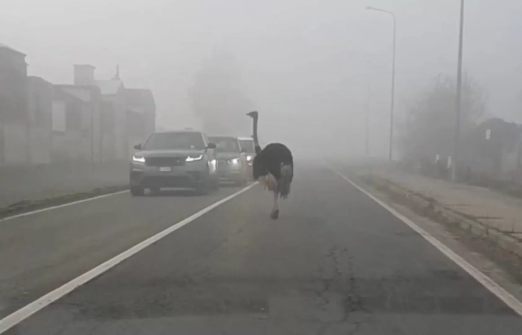 Piemonte, sulla provinciale di Torino spunta uno struzzo dalla nebbia - VIDEO