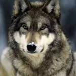 Torino, lupi avvistati in collina: un branco è insidiato alle porte della città