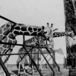 Torino, 35 anni fa la chiusura dello Zoo di parco Michelotti