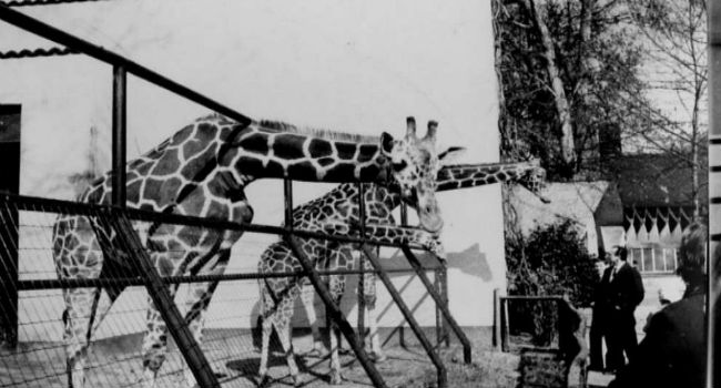 Photo of Torino, 35 anni fa la chiusura dello Zoo di parco Michelotti