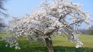 Photo of Torino, un bosco di ciliegi giapponesi al parco Piredda