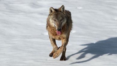 Photo of Entracque, addio al lupo Ormea adottato da cucciolo