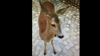 Photo of Un capriolo per le vie di Torino: l’animale è stato recuperato da vigili e veterinari
