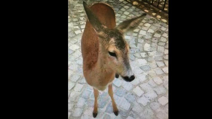 Un capriolo per le vie di Torino: l’animale è stato recuperato da vigili e veterinari