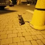 Animali, Beinasco ha una nuova star del web: il gatto Frankie
