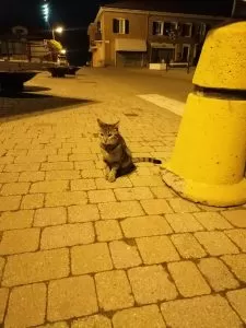 Animali, Beinasco ha una nuova star del web: il gatto Frankie