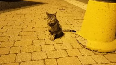 Photo of Animali, Beinasco ha una nuova star del web: il gatto Frankie