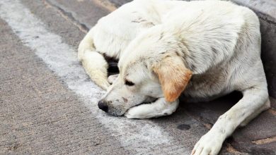Photo of Torino, aumenta l’abbandono dei cani a causa dall’alto costo per mantenerli