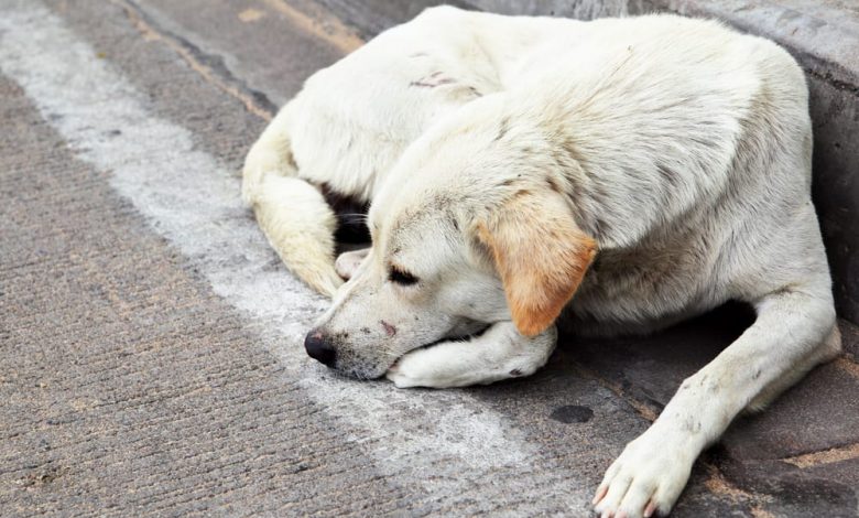 Torino, l'abbandono dei cani è motivato dal costo troppo alto per mantenerli