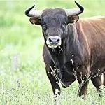 Continua la fuga del toro scappato ieri a Collegno