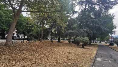 Photo of I parchi di Torino trasformati dal caldo: il verde pubblico si tinge di giallo