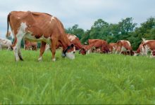 Photo of Piemonte, mucche muoiono per l’erba velenosa, nuovo caso a Cuneo