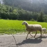 Pecora con agnellino percorre 100 km per raggiungere padrone