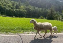 Photo of Pecora con agnellino percorre 100 km per raggiungere padrone