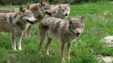 Photo of Ala di Stura: lupi assaltano gregge di pecore