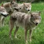 Uncem chiede un intervento per il contenimento dei lupi