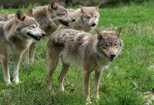 Photo of Uncem chiede un intervento per il contenimento dei lupi