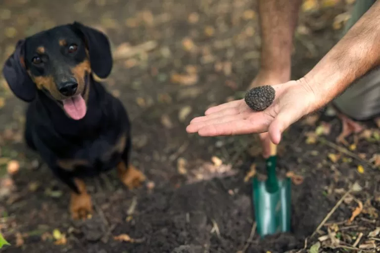 cane da tartufo