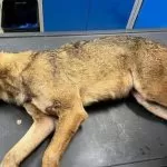 Trovato lupo ferito: portato al Centro Animali Non Convenzionali di Torino