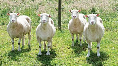 Photo of A Nichelino le pecore taglieranno l’erba nei cortili delle scuole