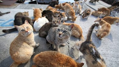 Photo of Torino: sono 410 le colonie di gatti presenti in città