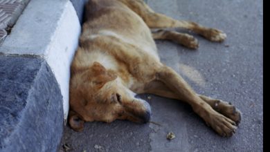 Photo of Mirafiori: trovate delle esche per cani chiodate nel parco