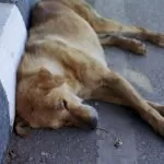 Würstel avvelenati in Campidoglio: sono tre i cani morti