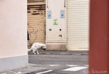 Photo of Orbassano: arriva la schedatura dei cani per scovare chi non pulisce