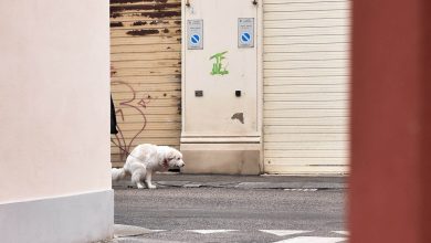 Photo of Orbassano: arriva la schedatura dei cani per scovare chi non pulisce
