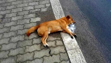 Photo of In aumento i ritrovamenti di bocconi avvelenati per cani a Torino