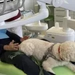 Torino: arriva la Pet Therapy alla Dental School alle Molinette