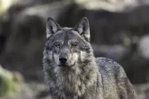 courmayeur-avvistati-alcuni-lupi-tra-le-case