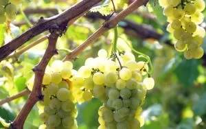 piemonte-erbaluce-viene-eletto-vitigno-dellanno-2023
