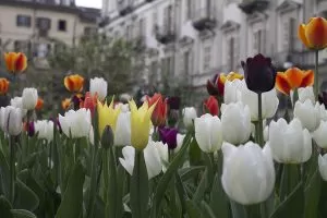 i-tulipani-di-pralormo-coloreranno-per-un-mese-torino