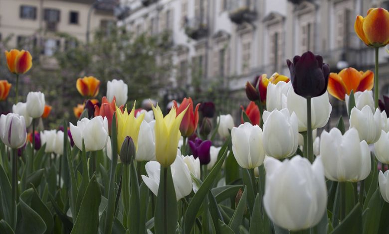 i-tulipani-di-pralormo-coloreranno-per-un-mese-torino