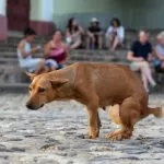 Mancata pulizia degli escrementi dei cani a Torino: solo 20 multe in 2 anni