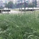 Torino: stop al taglio l’erba per promuovere la biodiversità