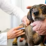 Tre nuovi ambulatori veterinari sociali per i padroni in difficoltà di Torino