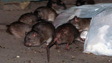Photo of Troppi topi a Porta Susa: allarme per la salute pubblica e per il turismo