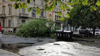 Photo of Autunno 2023: Torino perderà oltre 3000 alberi malati o pericolosi