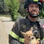 Eroico salvataggio dei vigili del fuoco: recuperato cane dal fiume Dora