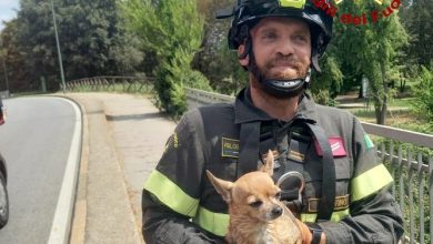Photo of Eroico salvataggio dei vigili del fuoco: recuperato cane dal fiume Dora