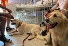 Photo of Pet Therapy al Regina Margherita: i cani tornano in aiuto dei piccoli pazienti
