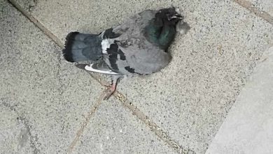 Photo of Ritrovati a Parella diversi piccioni morti: si indaga su un possibile avvelenamento