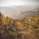 I migliori vini del Piemonte premiati con 3 bicchieri Gambero Rosso 2024